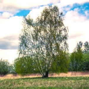 Breza previsnutá (Betula Alba) - 200-250 cm, obvod kmeňa: 6/8 cm, kont. C30L - VIACKMENNÁ